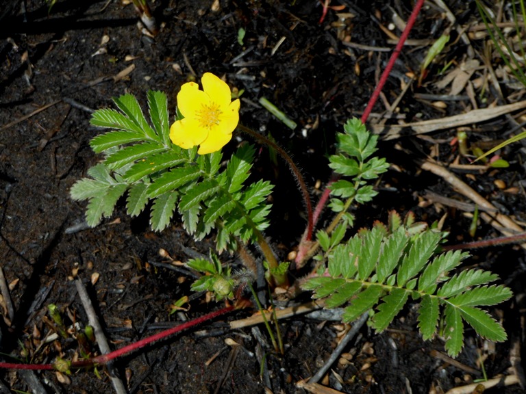 Изображение особи Potentilla pacifica.