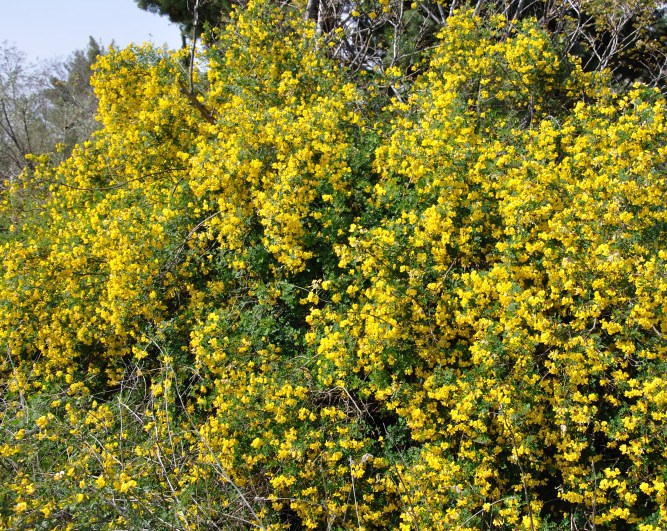 Image of Hippocrepis emeroides specimen.