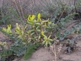 Astragalus altaicola