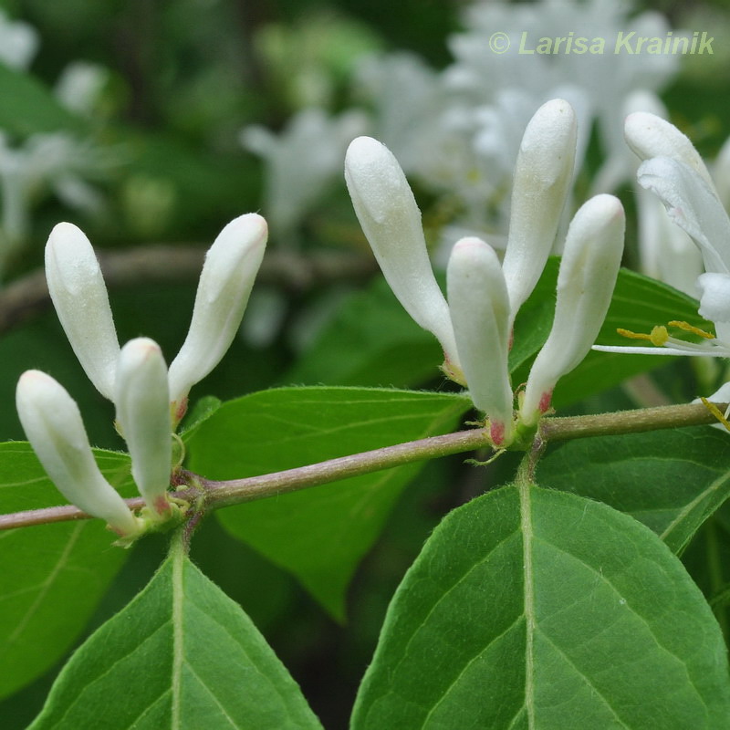 Image of Lonicera maackii specimen.