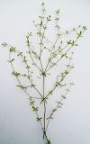 Galium trifidum. Общий вид растения. Московская обл., Лотошинский р-н, окр. дер. Савостино. 11.07.2012.