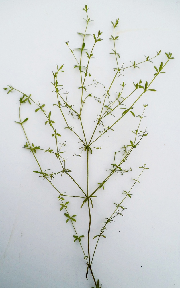 Изображение особи Galium trifidum.