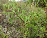 Spiraea hypericifolia. Ветви. Татарстан, Бавлинский р-н. 14.07.2012.