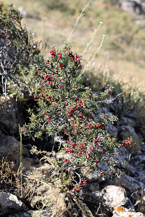 Image of Cerasus tianshanica specimen.