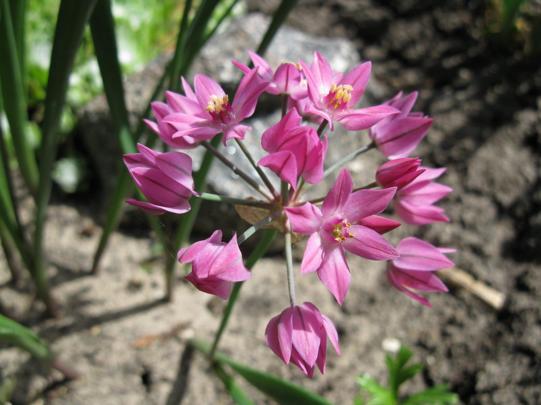 Image of Allium oreophilum specimen.