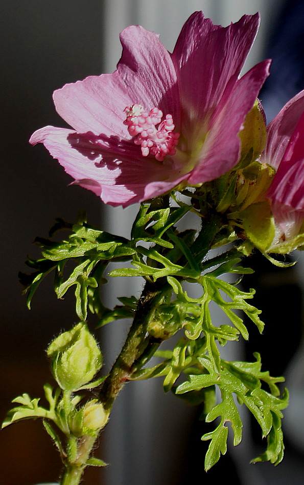 Image of Malva moschata specimen.