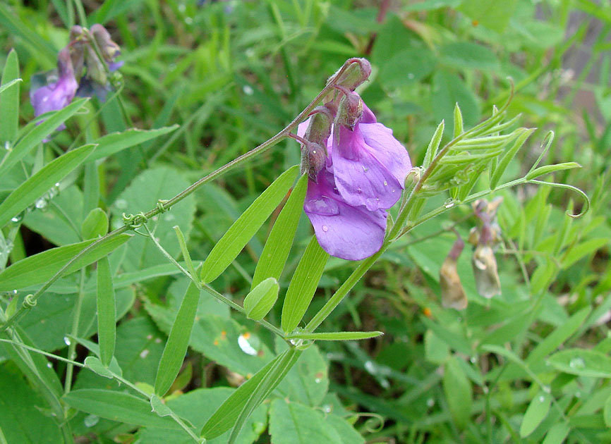 Изображение особи Lathyrus pilosus.