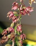 Epipactis helleborine