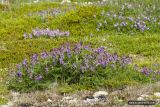 Astragalus subpolaris