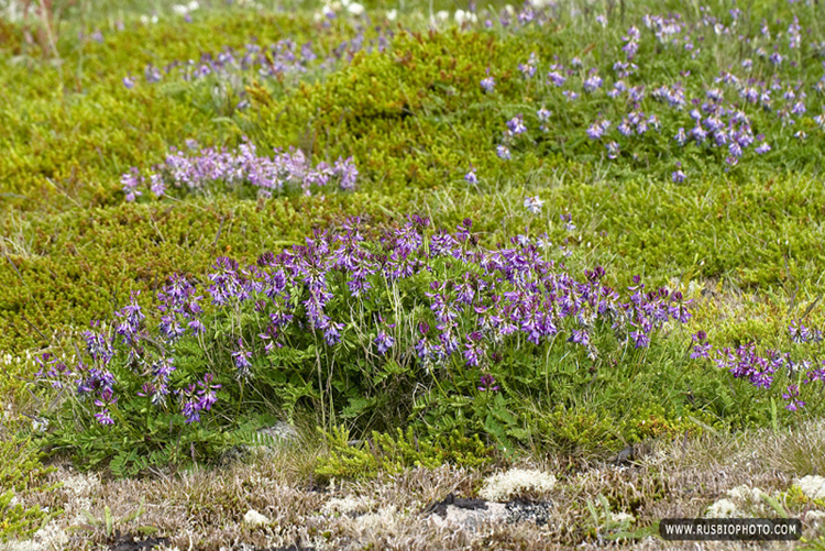 Изображение особи Astragalus subpolaris.
