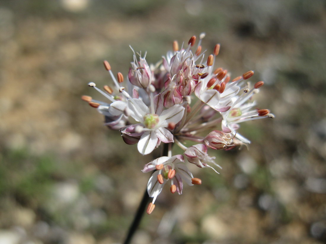 Image of Allium tarkhankuticum specimen.