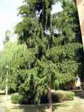 Picea abies. Нижняя часть средневозрастного дерева. Венгрия, Хевеш, г. Эгер, у дома на набережной вдоль ручья Эгер. 11.09.2012.