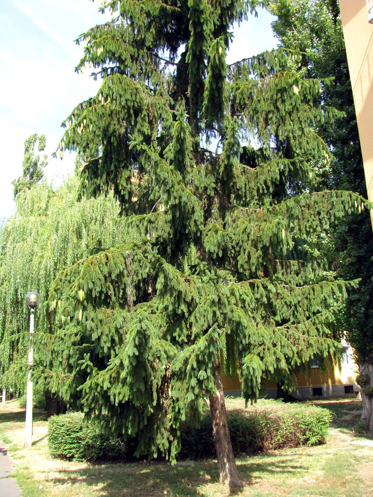 Изображение особи Picea abies.