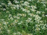 Saponaria officinalis