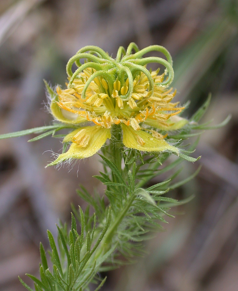 Изображение особи Nigella ciliaris.