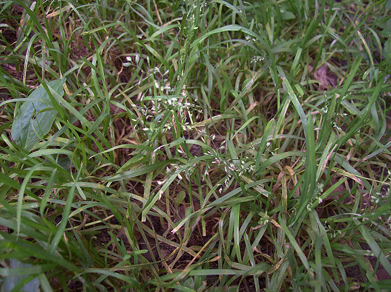 Image of Poa annua specimen.