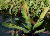 Lysichiton camtschatcensis