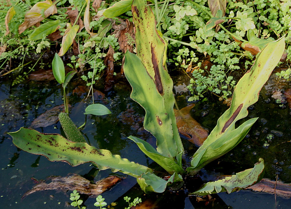 Image of Lysichiton camtschatcensis specimen.