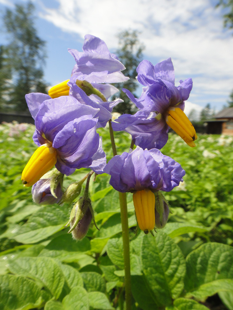 Изображение особи Solanum tuberosum.