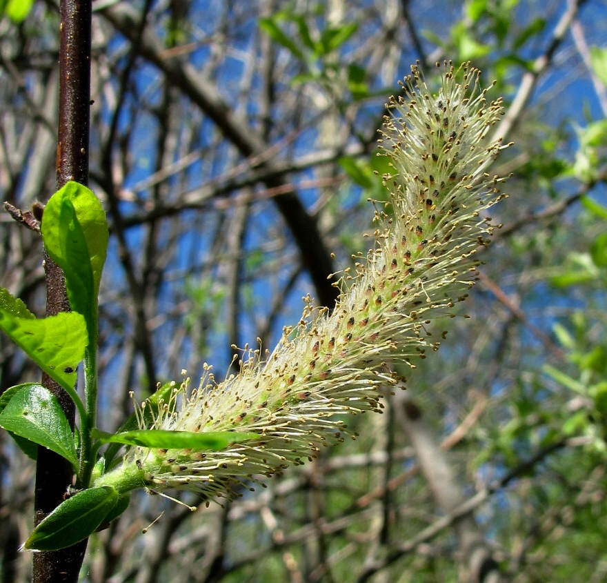 Изображение особи Salix myrsinifolia.