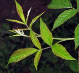 Rubus idaeus