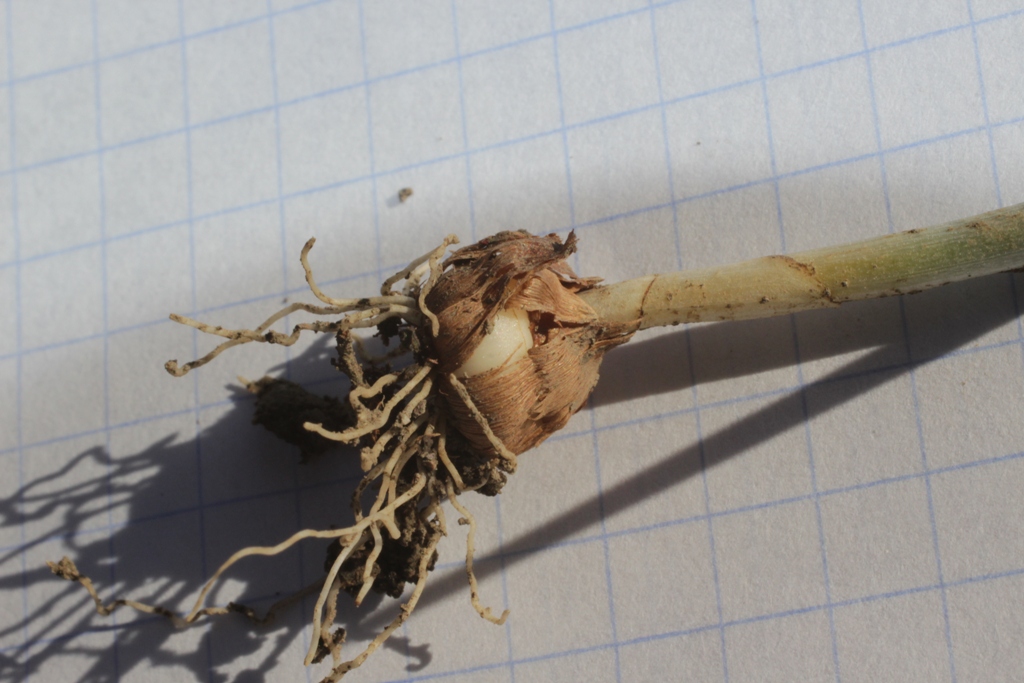 Image of Crocus tommasinianus specimen.