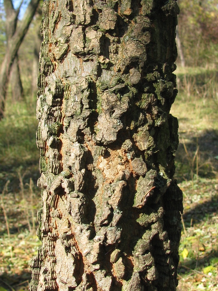 Изображение особи Celtis occidentalis.