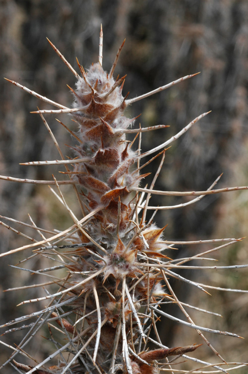 Image of Caragana jubata specimen.