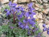 Delphinium caucasicum