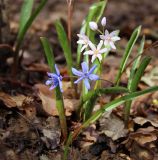 Scilla bifolia