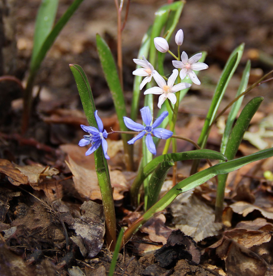 Изображение особи Scilla bifolia.