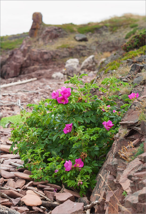 Изображение особи Rosa rugosa.