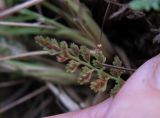 Asplenium altajense