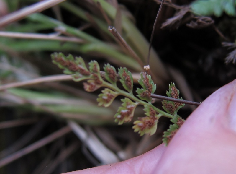 Изображение особи Asplenium altajense.