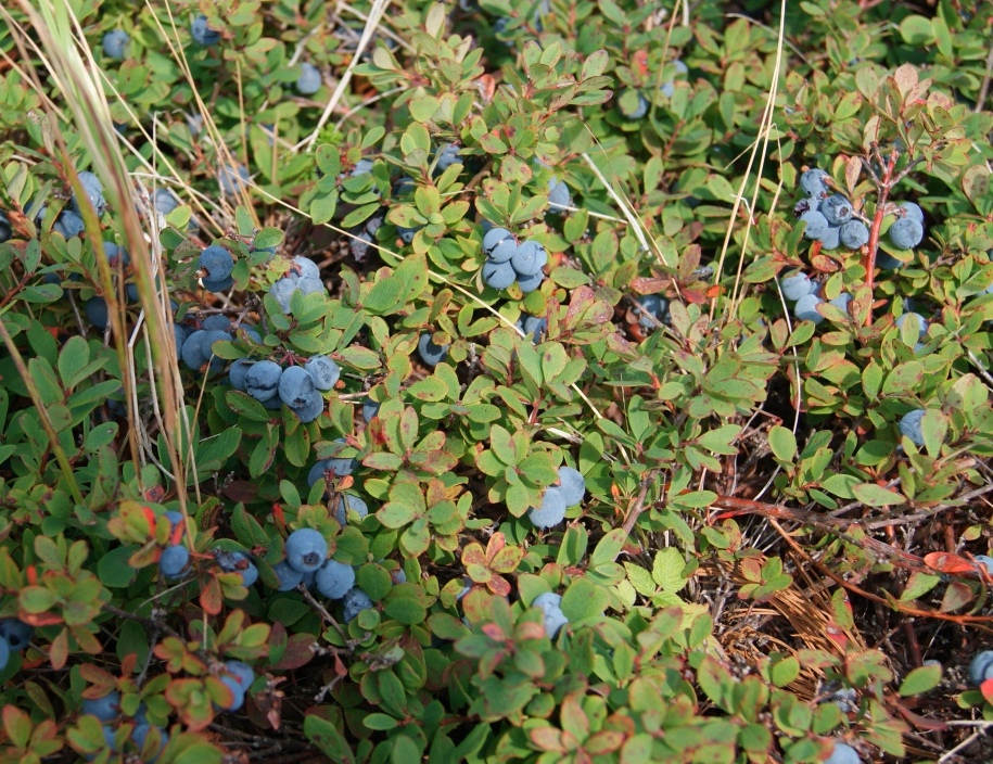 Image of Vaccinium uliginosum ssp. microphyllum specimen.