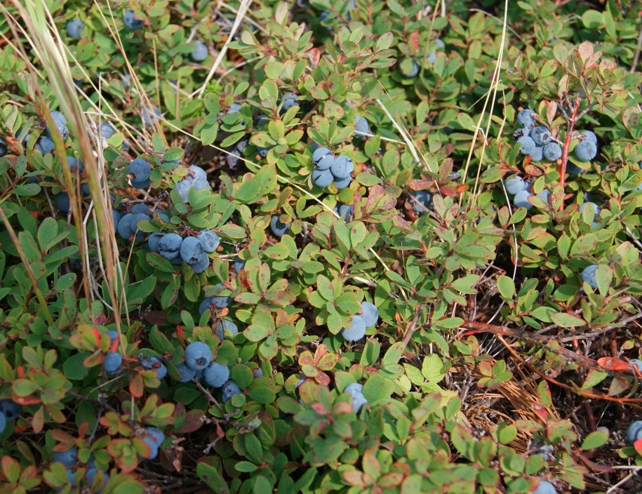 Изображение особи Vaccinium uliginosum ssp. microphyllum.