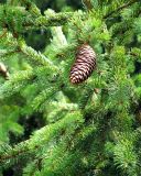 Picea abies