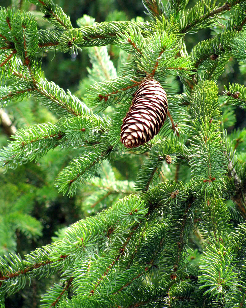 Изображение особи Picea abies.