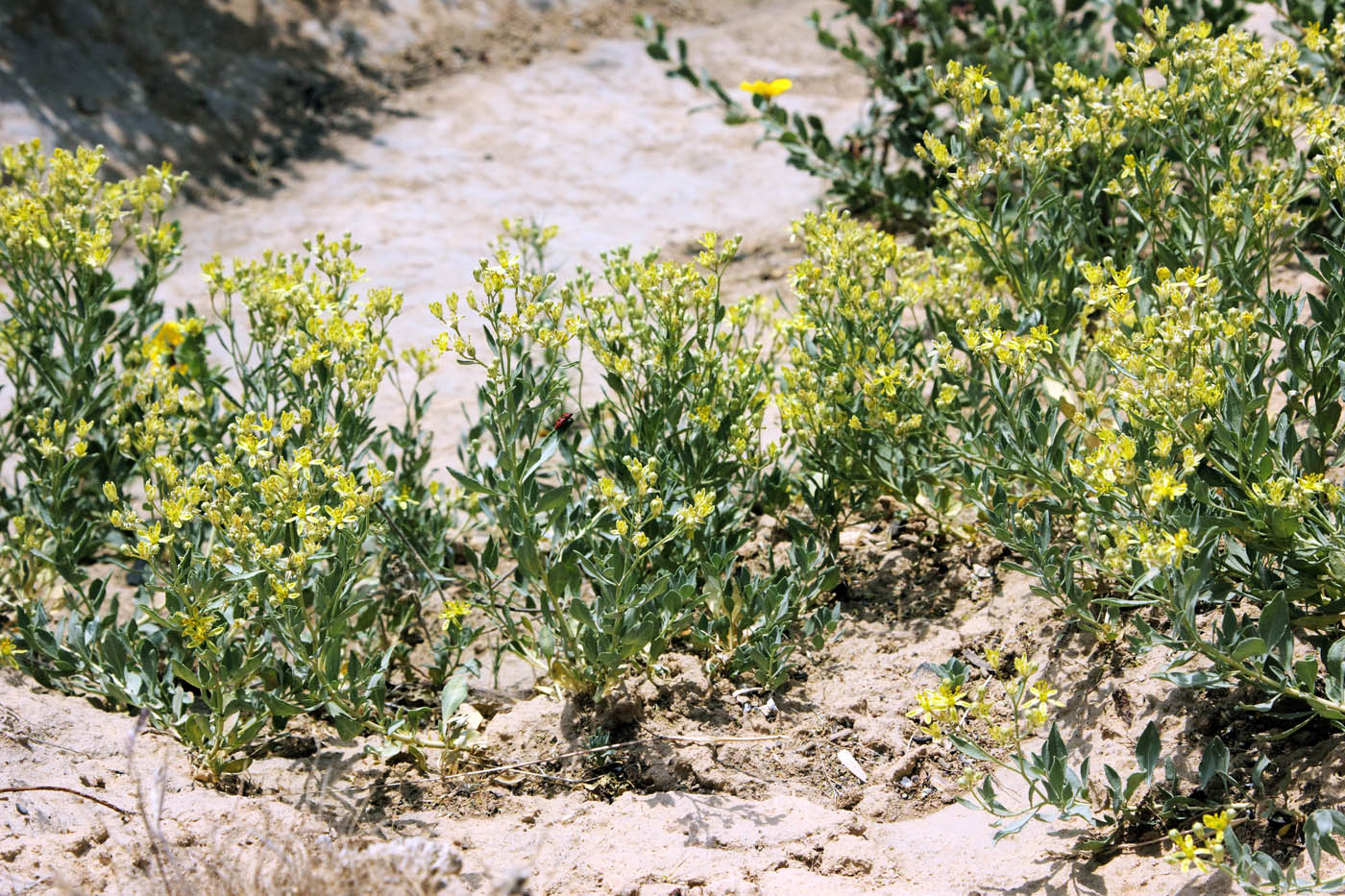 Image of Haplophyllum versicolor specimen.