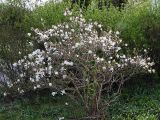 Magnolia stellata