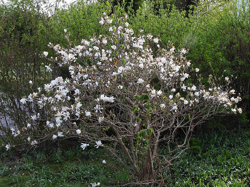 Image of Magnolia stellata specimen.