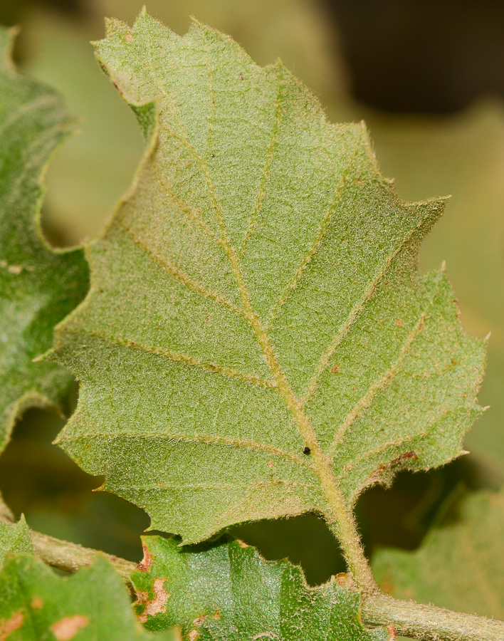 Изображение особи Quercus ithaburensis.