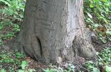 Quercus phellos