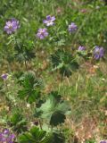 Geranium pyrenaicum. Побеги с цветками. Крым, Долгоруковская яйла. 2 июня 2013 г.