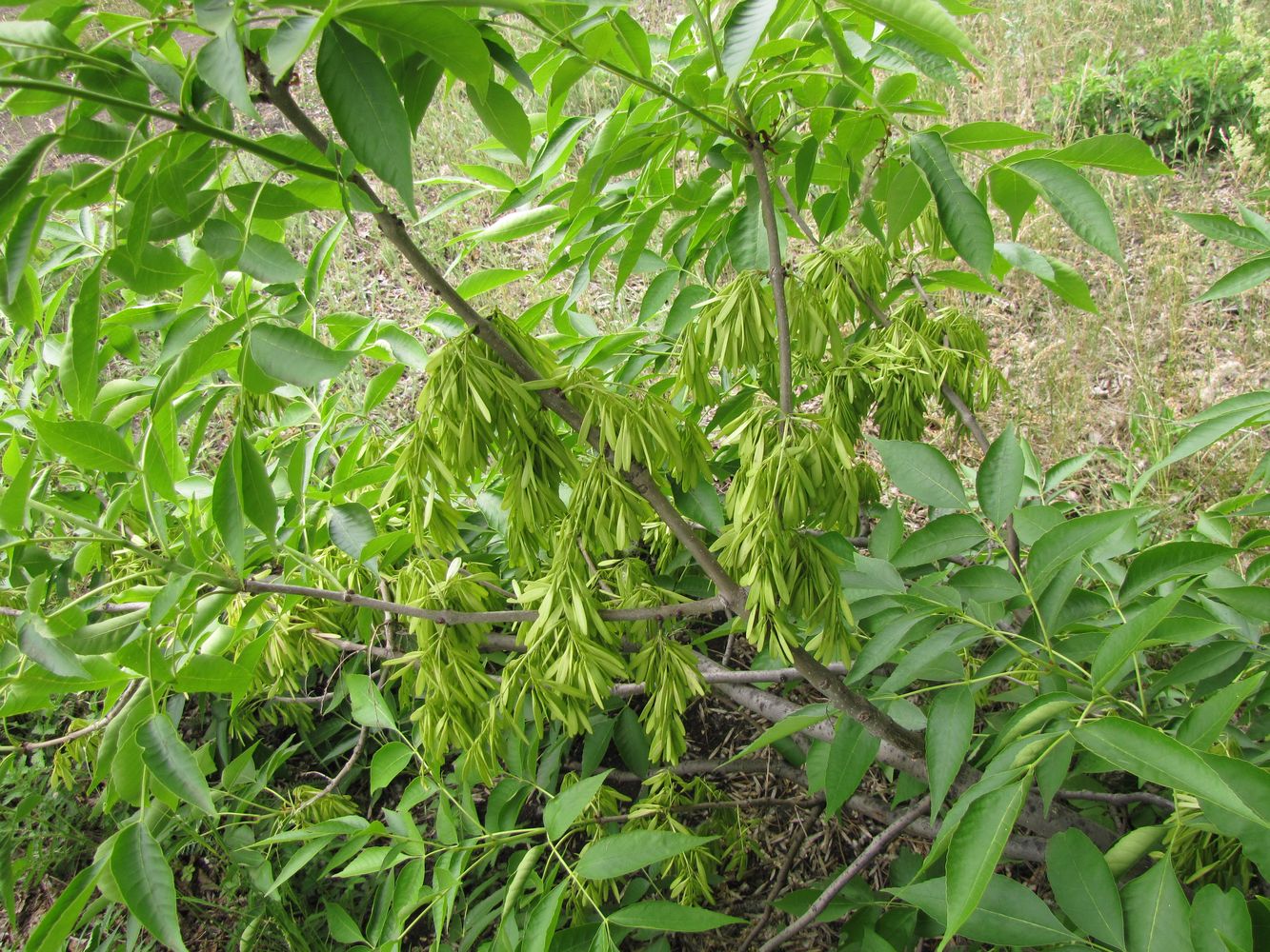 Изображение особи Fraxinus pennsylvanica.