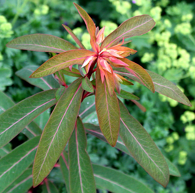 Изображение особи Euphorbia griffithii.