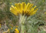 Leontodon biscutellifolius. Соцветие. Крым, Ялтинский горно-лесной природный заповедник, Ай-Петри. 23.05.2013.