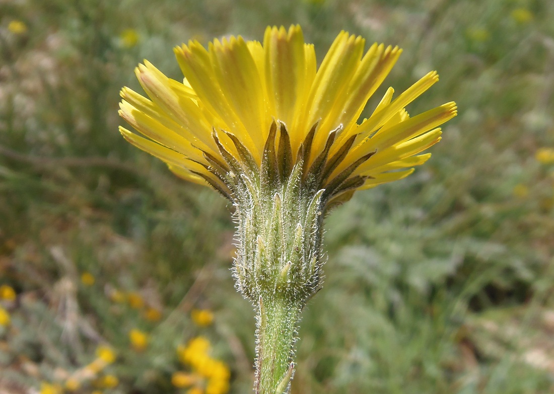 Изображение особи Leontodon biscutellifolius.