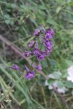 Delphinium ternatum