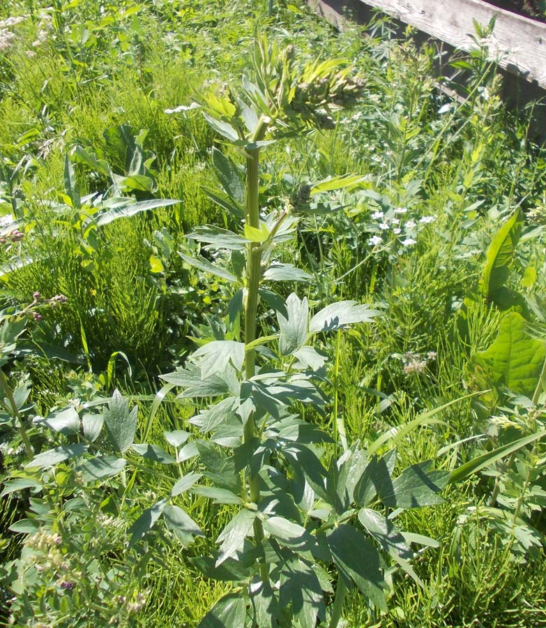 Image of Thalictrum simplex specimen.